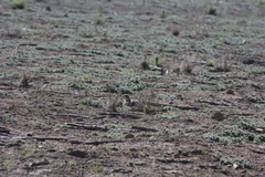 Xerospermophilus perotensis