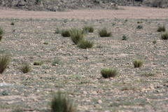 Xerospermophilus perotensis