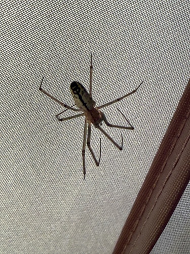 iNaturalist observation photo of Sierra Dome Spider