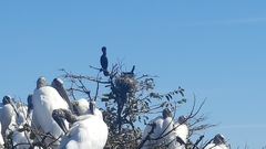 Phalacrocorax auritus image