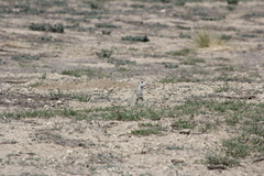 Xerospermophilus perotensis