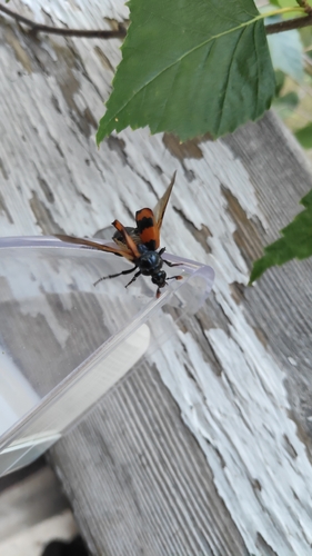 Banded Sexton Beetle