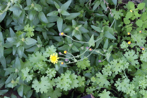 Othonna perfoliata