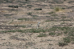 Xerospermophilus perotensis