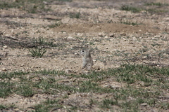 Xerospermophilus perotensis