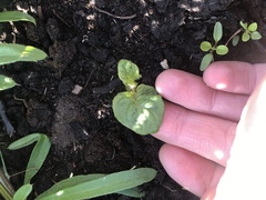 Solanum tuberosum