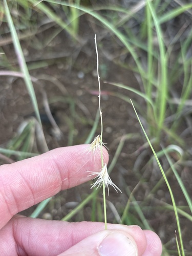 Bouteloua rigidiseta