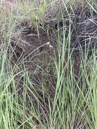 Bouteloua rigidiseta, photograph 2