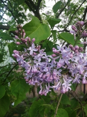Syringa vulgaris