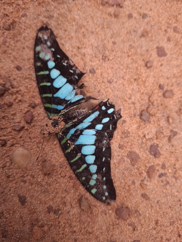 Small Striped Swordtail