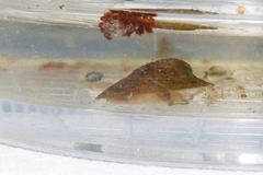 Uncancylus concentricus