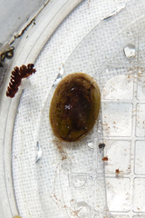 Uncancylus concentricus