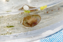 Uncancylus concentricus