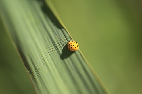 22-spot Ladybird