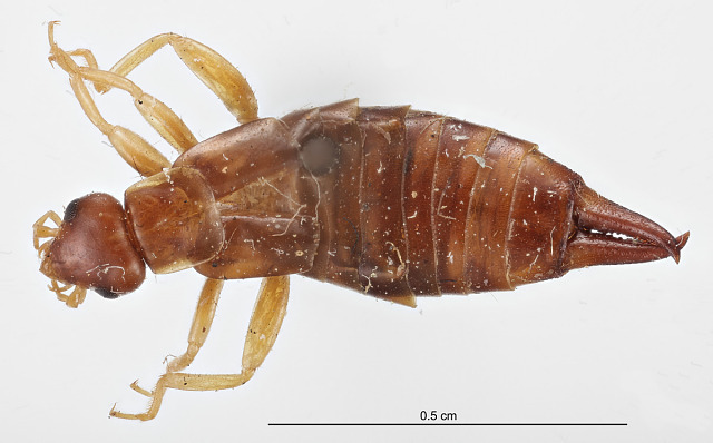 Marava paraguayensis