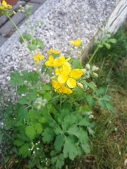Chelidonium majus