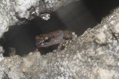 Eleutherodactylus cystignathoides