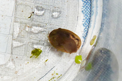 Uncancylus concentricus