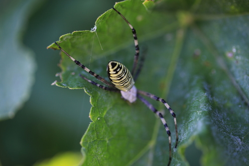 Wasp Spider