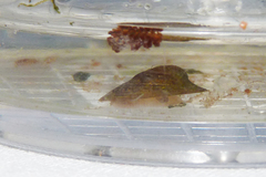 Uncancylus concentricus