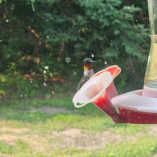 Ruby-throated Hummingbird