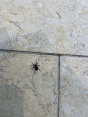 Castianeira descripta