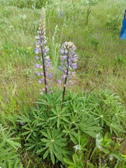 Lupinus oreganus