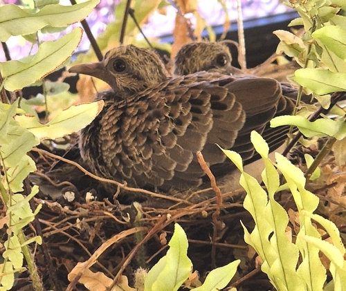 Eared Dove