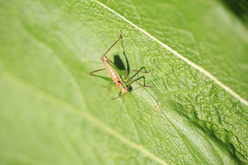 Striped Bush-cricket
