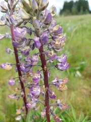 Lupinus oreganus