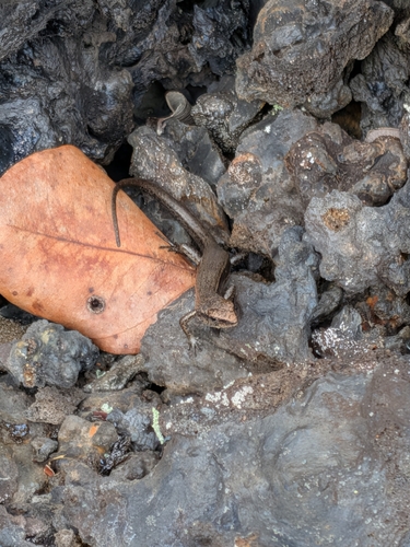 Lampropholis delicata observed 2026-07-28