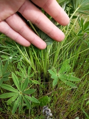 Lupinus oreganus