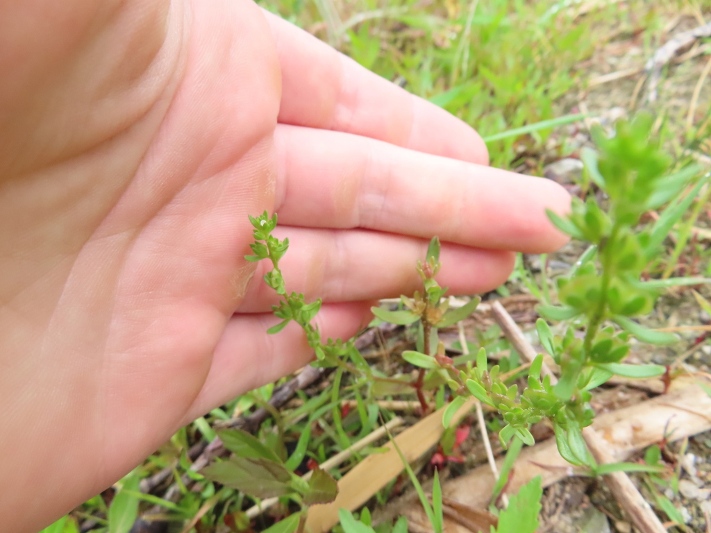 Veronica peregrina; photograph (c) Eric Schmidt, some rights reserved (CC BY)