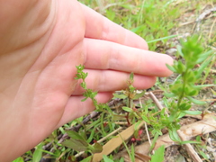 Veronica peregrina