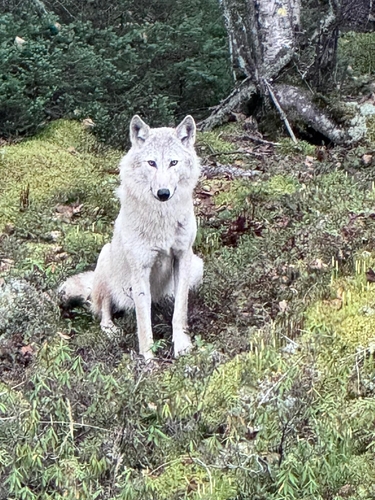 Gray Wolf