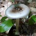 Ball Gown Amanita - Photo (c) Erlon Bailey, some rights reserved (CC BY-SA), uploaded by Erlon Bailey