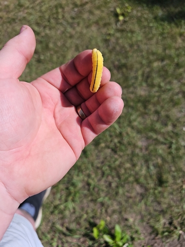 North American Elm Sawfly