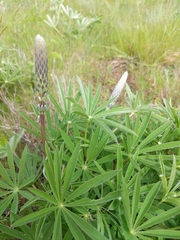 Lupinus oreganus