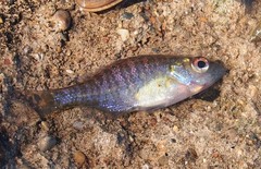 Lepomis macrochirus macrochirus