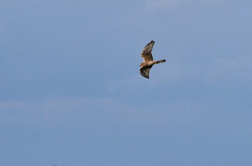 Montagu's Harrier