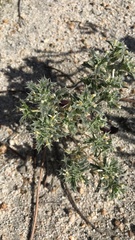 Loeseliastrum schottii