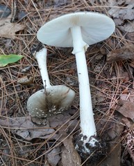 Amanita submaculata