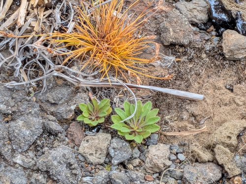 Bulbostylis capillaris observed 2026-07-28