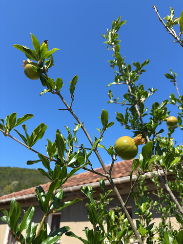pomegranate