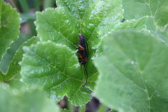 Phytoecia affinis
