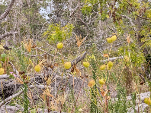 Gomphocarpus physocarpus observed 2026-07-28