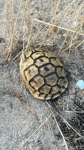 Greek Tortoise