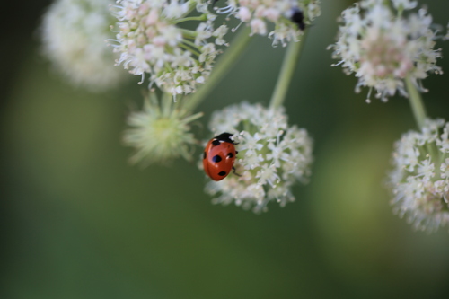 Seven-spotted Lady Beetle