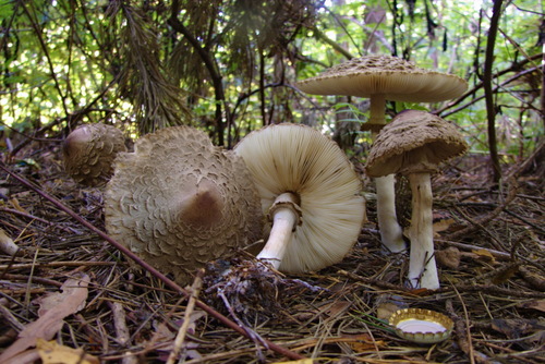 Šiurkščioji žvynoklė nuotrauka