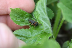 Phytoecia affinis